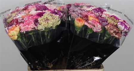 Carnation - Dianthus - Overig