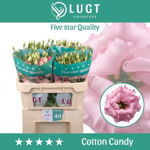 Pink Eustoma ‘Cotton Candy’ – 70cm Stems