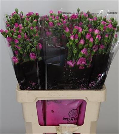 Spray Carnation - Dianthus - Lilac Melissa