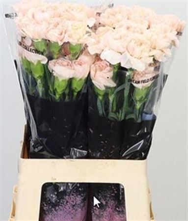 Standard Carnation - Dianthus - Lizzy