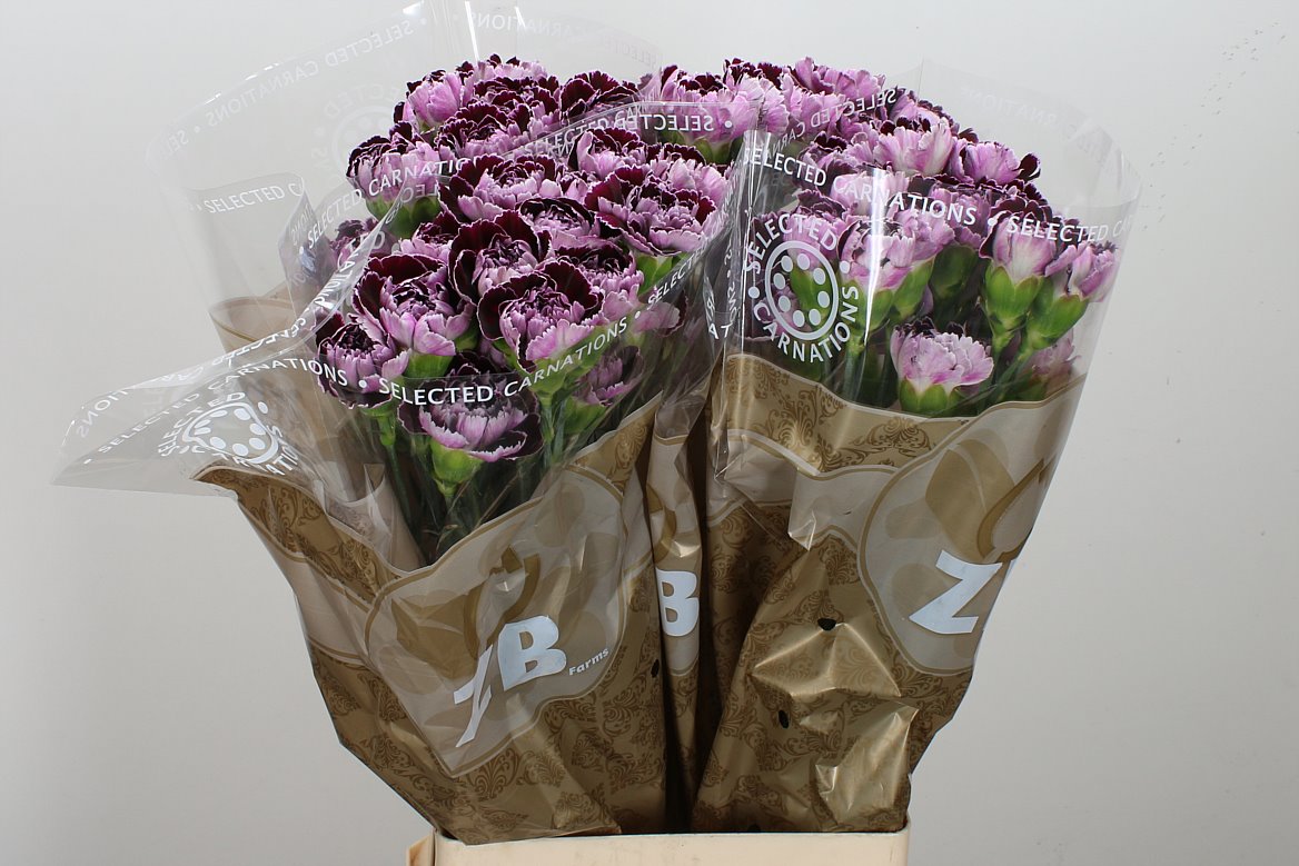 Standard Carnation - Dianthus - Minerva