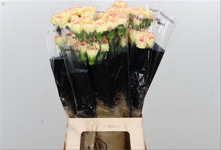 Standard Carnation - Dianthus - Fiesta Komachi