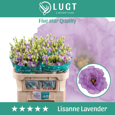 Reina Deep Lavender Lisianthus – 70cm Stems