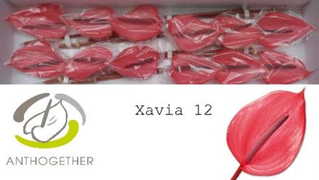Red Anthurium Xavia Cut Stems – 45cm