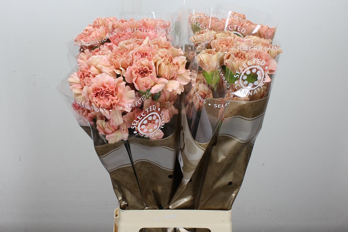 Standard Carnation - Dianthus - Caramel