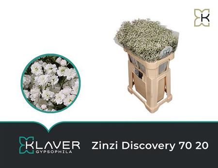 Gypsophila Zinzi Discovery