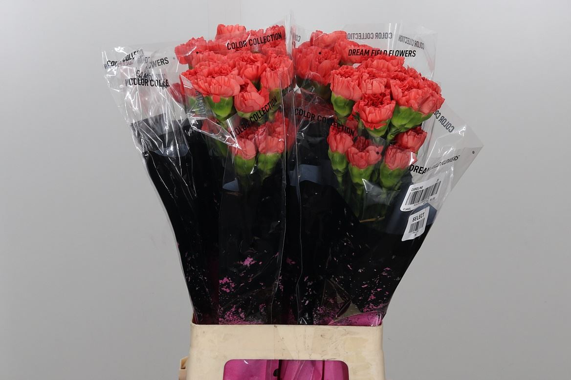 Standard Carnation - Dianthus - Caroline