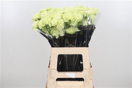 Standard Carnation - Dianthus - Goblin