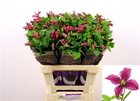 Pink Clematis ‘Amazing Kyiv’ Cut Flowers – 60cm Stems