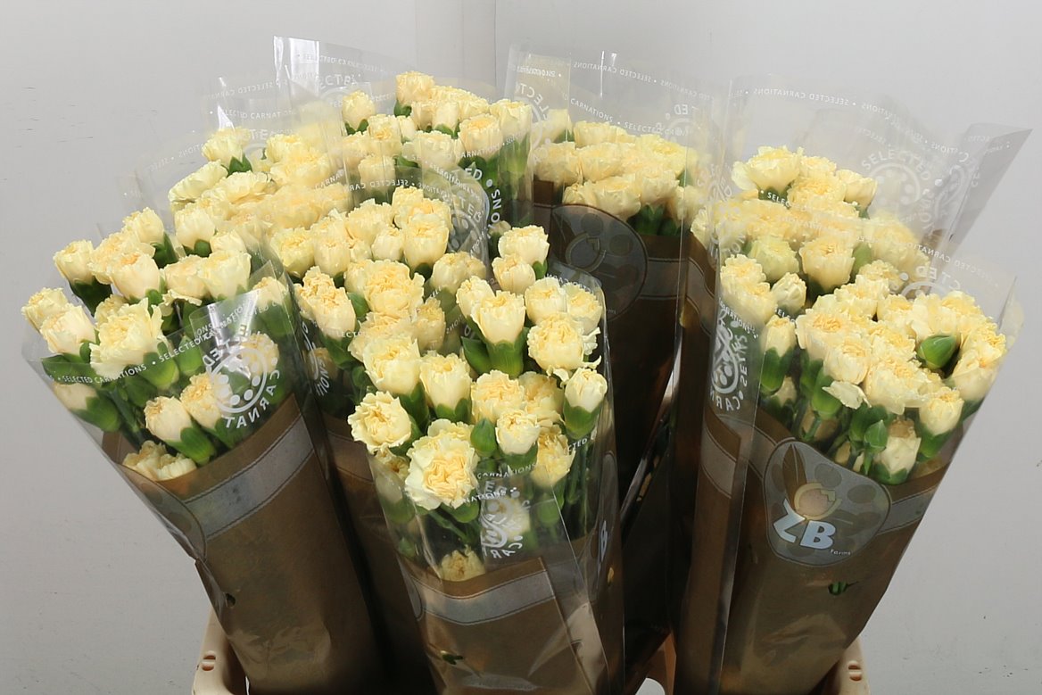 Spray Carnation - Dianthus - Creme Intermez