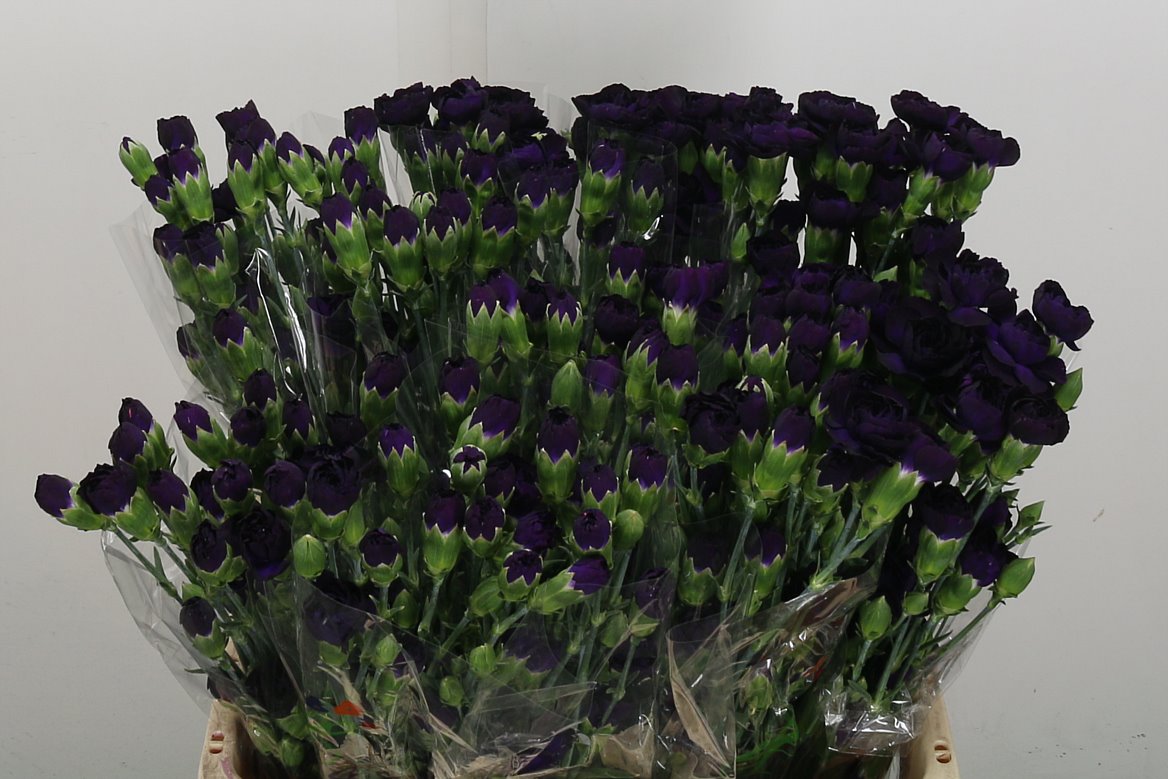 Spray Carnation - Dianthus - Florigene Moonvelvet