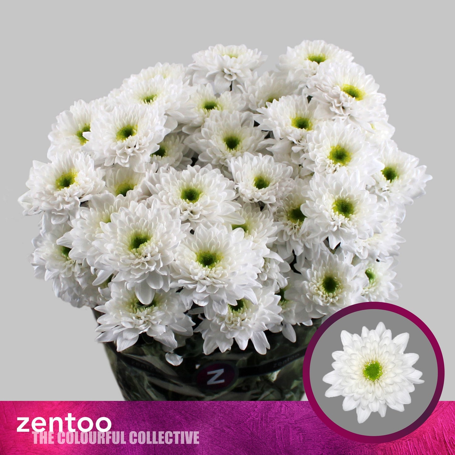Spray Chrysanthemum - Chrysanthemum - Commander
