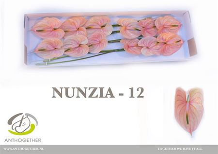 White Anthurium ‘Antharizik’ – 45cm Stems