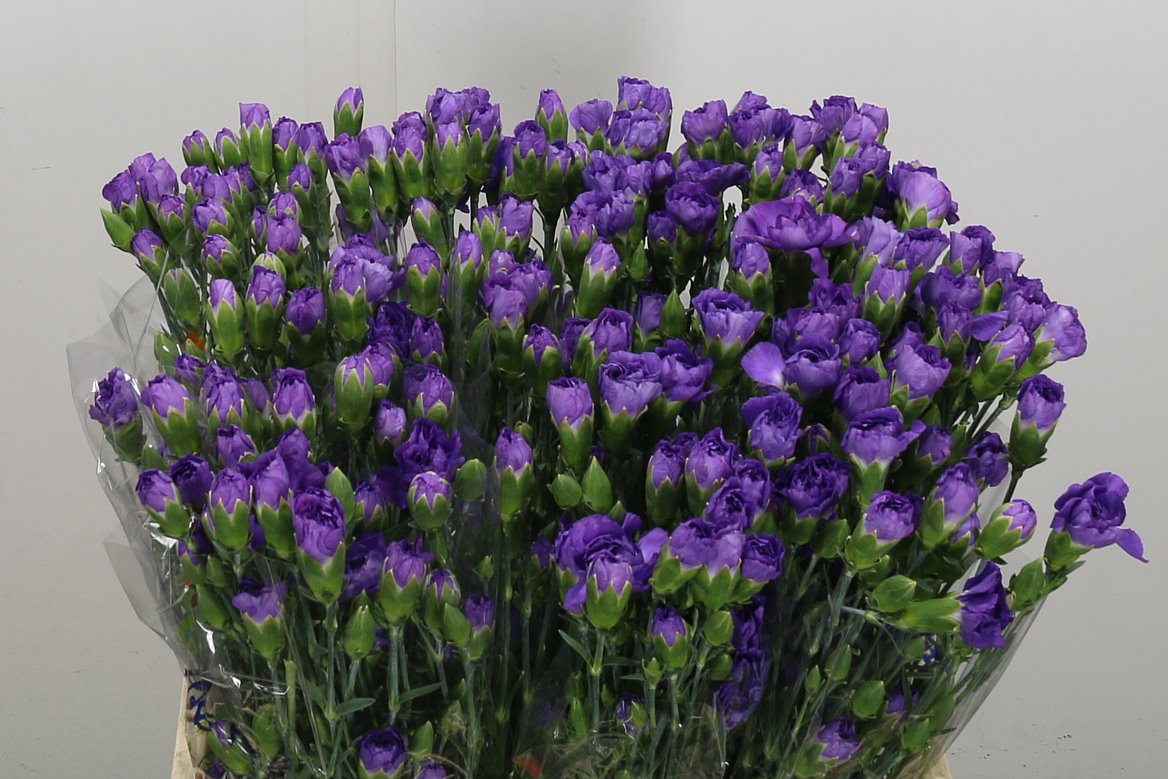 Spray Carnation - Dianthus - Florigene Moonberry