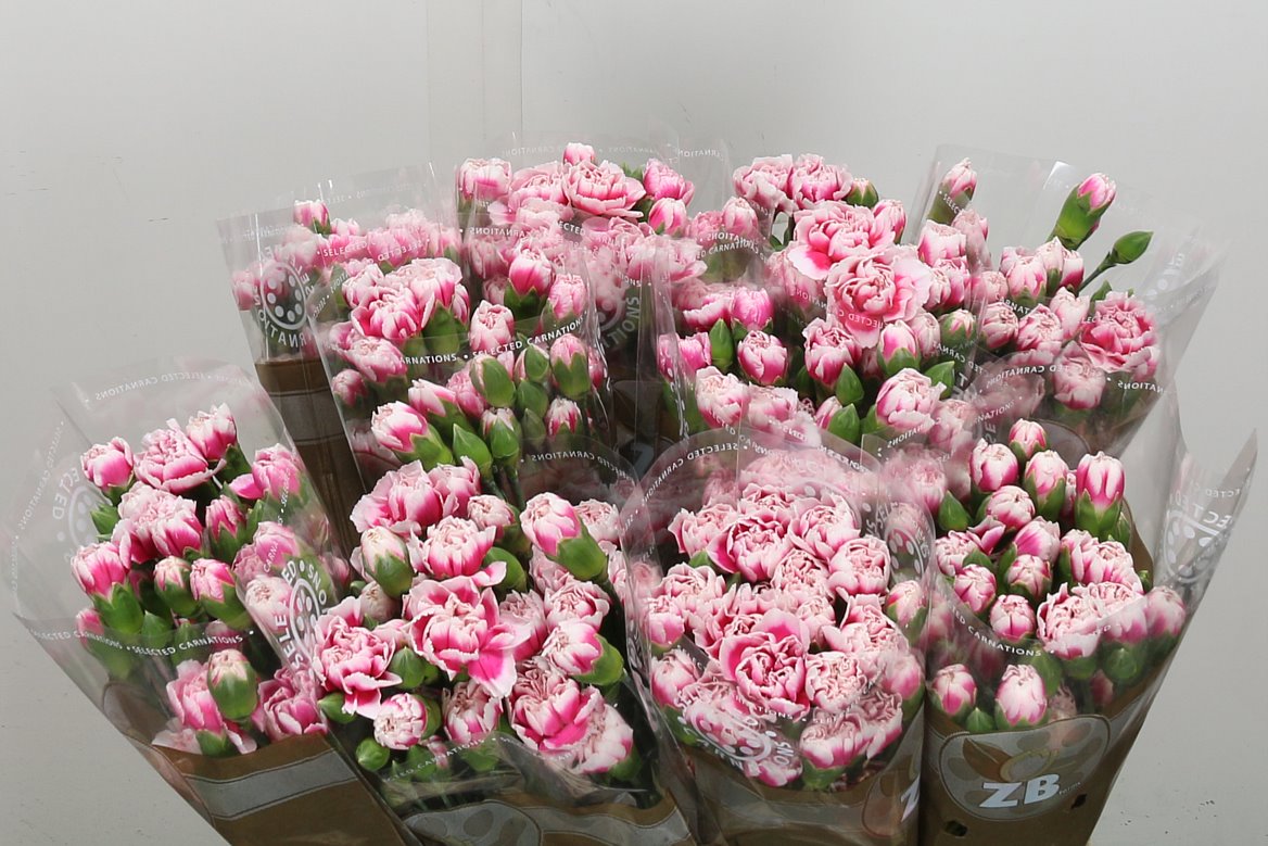 Spray Carnation - Dianthus - Cherry Tessino