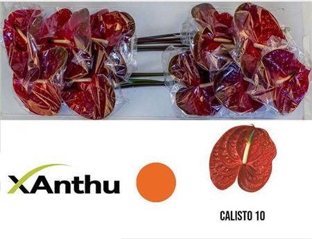 Red Anthurium Calisto Cut Flowers – 50cm Stems