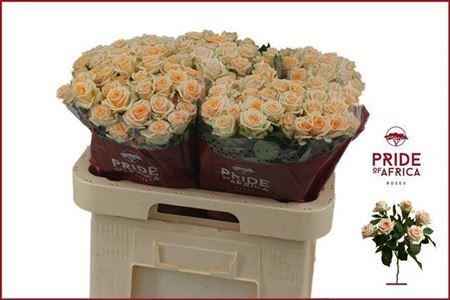 Spray Rose - Rosa - Trinity