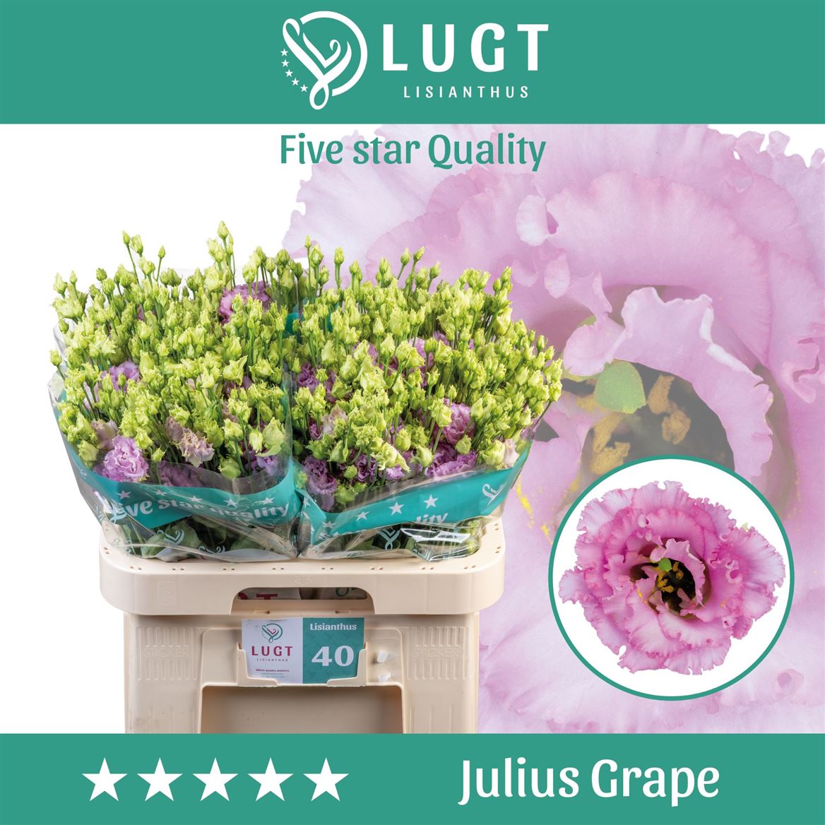 Purple Lisianthus ‘Julius Grape’ – 70cm Stems