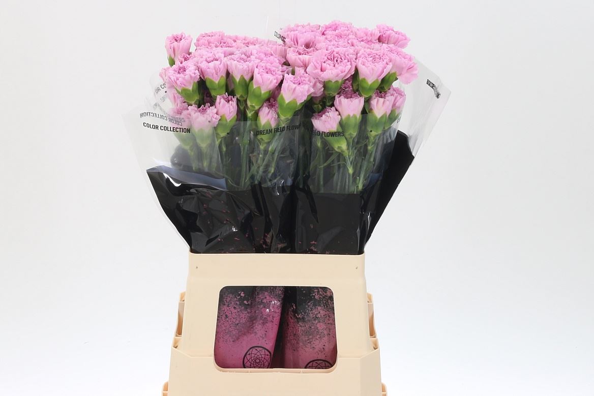 Standard Carnation - Dianthus - Clearwater