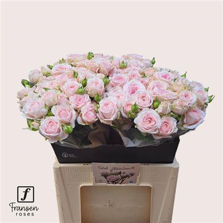Spray Rose - Rosa - Loves Me with Fatal Attraction