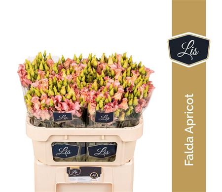 Lisianthus ‘Falda Apricot’ Cut Flowers – 70cm Stems