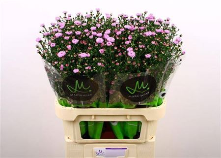 Double Purple Aster ‘Nachtvlinder Ivon’ – 80cm Stems