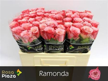 Rose - Rosa - Ramonda