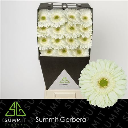 Gerbera Large Mint