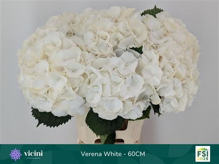 Hydrangea - Witte Verena