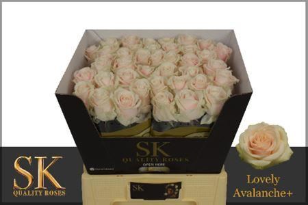 Rose - Rosa - Lovely Avalanche+