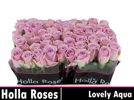 Rose - Rosa - Lovely Aqua