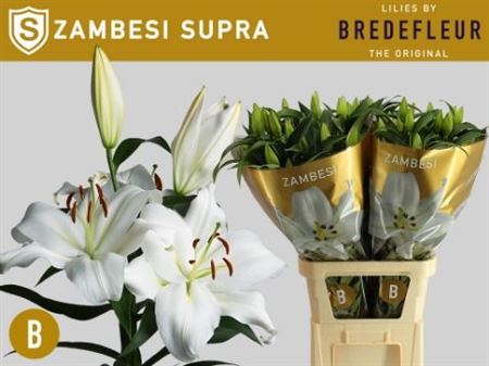 Lily - Lilium - Zambesi