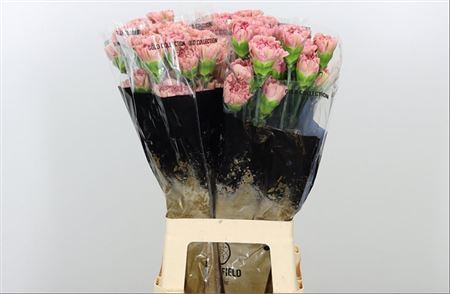 Carnation - Dianthus - Lege Pink