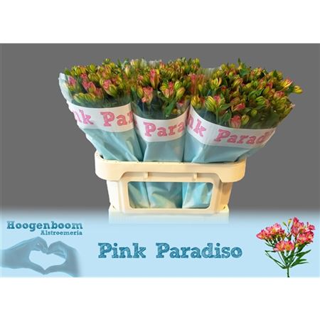Alstroemeria Pink Paradiso
