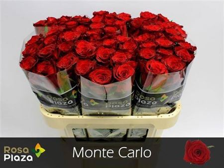 Rose - Rosa - Monte Carlo
