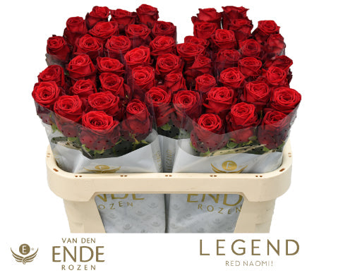 Rose - Rosa - Red Naomi Van Den Ende