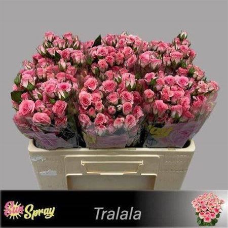 Spray Rose - Rosa - Tralala