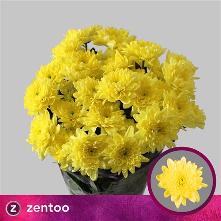 Spray Chrysanthemum - Chrysanthemum - Pina Colada Yellow