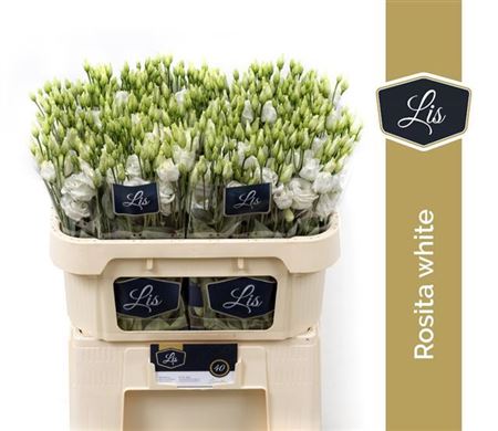 White Lisianthus ‘Rosita White’ – 70cm Cut Stems
