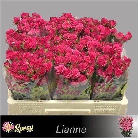 Spray Rose - Rosa - Lianne