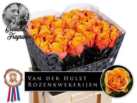 Rose - Rosa - Heliana Orange+