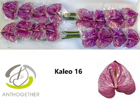 Purple Anthurium ‘Anthisiwa’ Cut Flowers – 35cm Stems