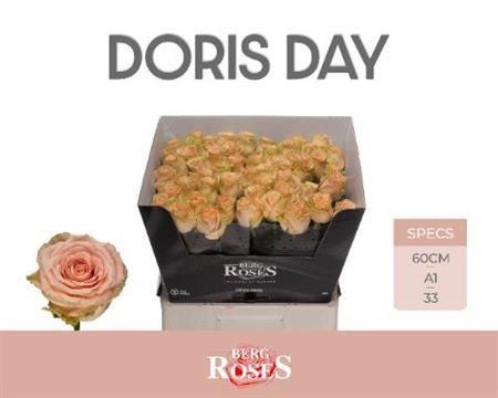 Rose - Rosa - Doris Day