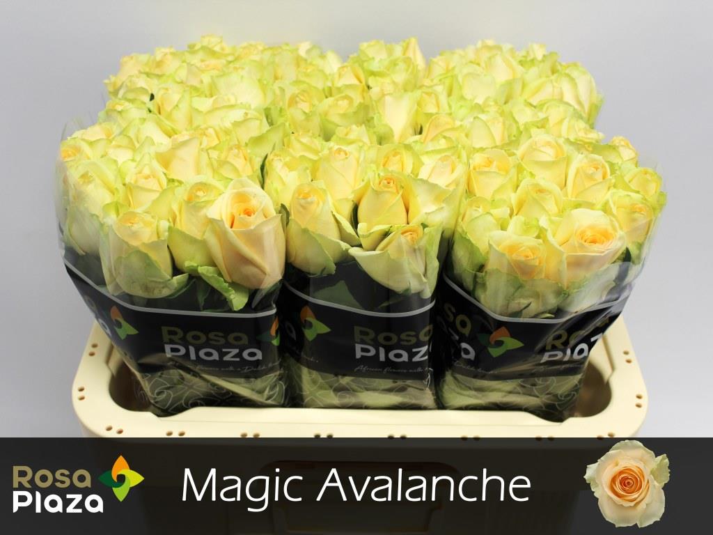 Rose - Rosa - Magic Avalanche+