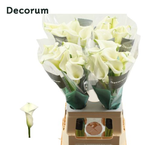 Calla Lily - Zantedeschia - Crystal Blush