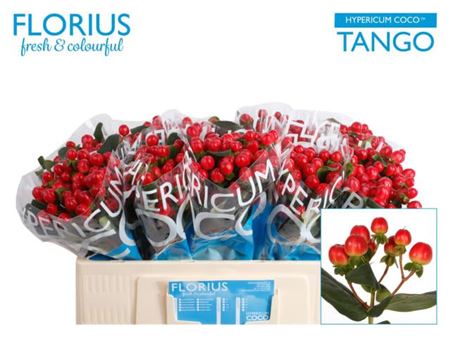 Red Hypericum ‘Alltango’ – 50cm Stems