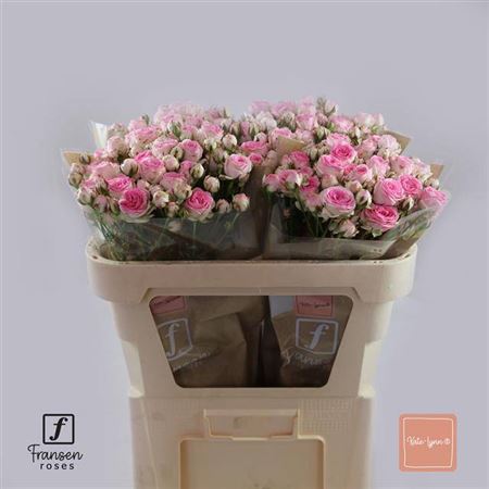Spray Rose - Rosa - Kate-Lynn