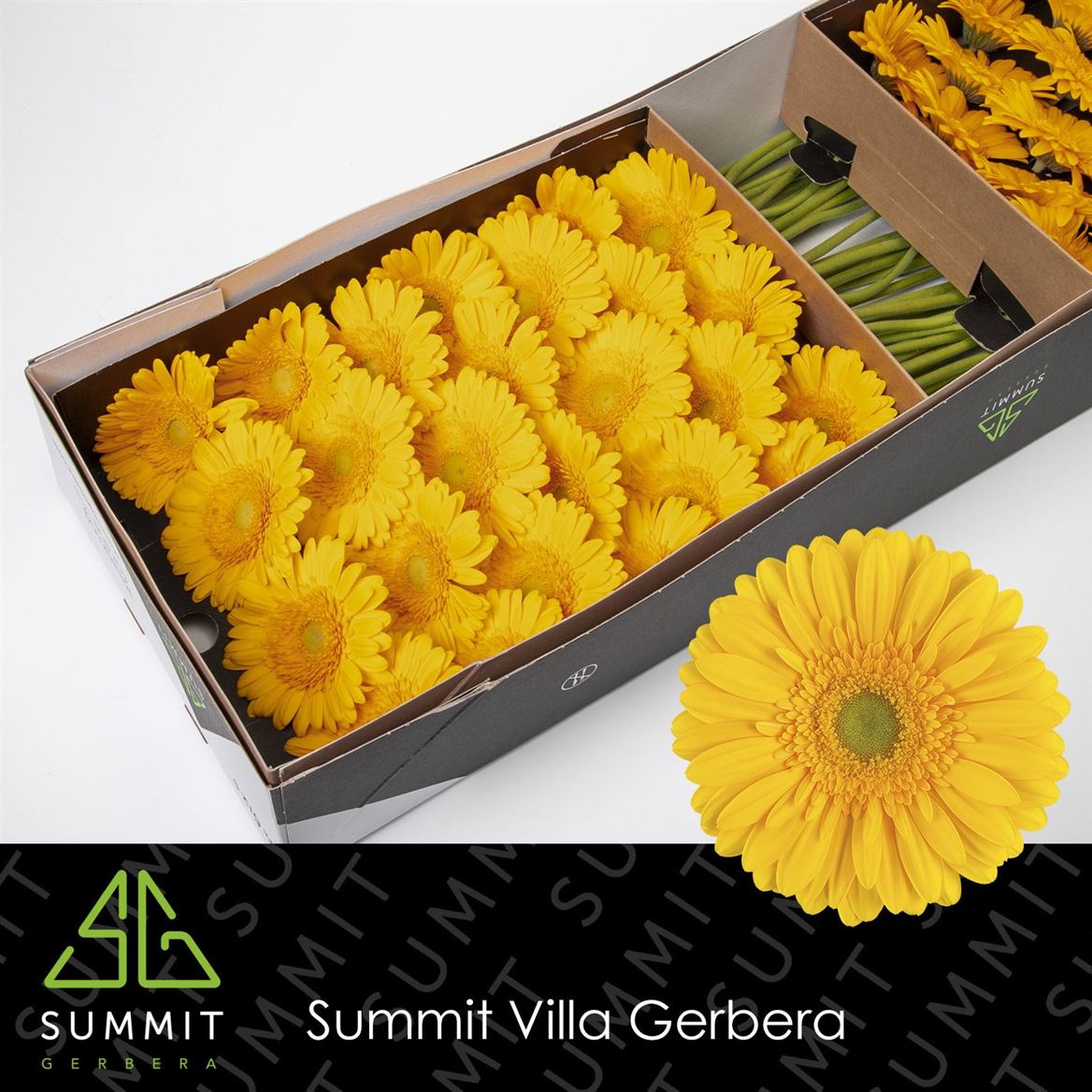 Gerbera Large Submarine