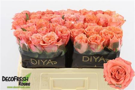 Rose - Rosa - Blushing Reeva
