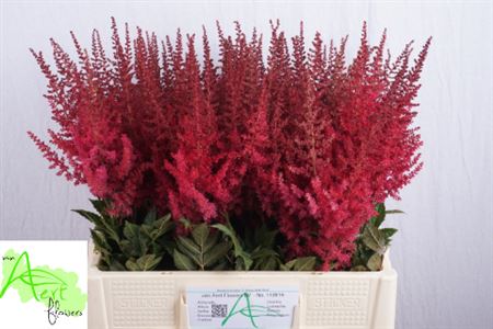 Red Astilbe ‘Paul Gäarder’ – 60cm Stems